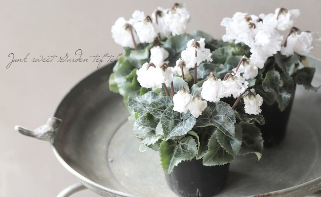 ガーデンミニシクラメン 『ふわもこ』 ホワイト | すべての商品