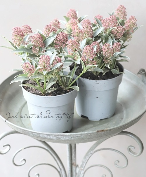 スキンダプサス　マカロ　良斑入り スキンダプサス マカロ 良斑入り - メルカリ