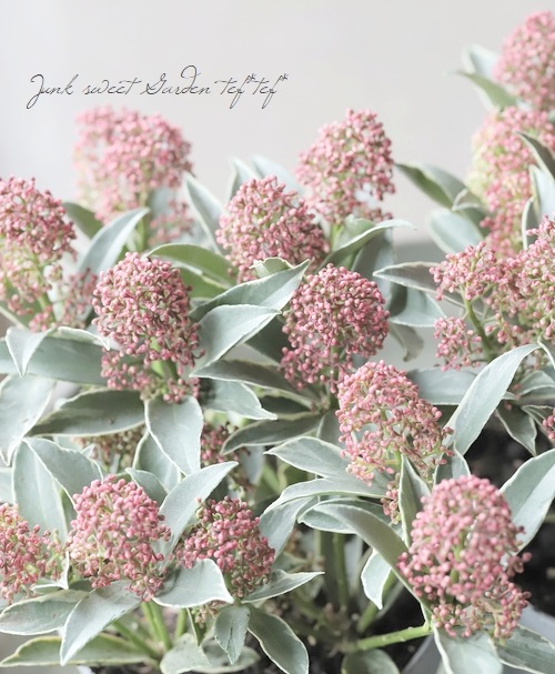 斑入りスキミア『マジックマルロー』 | すべての商品 | | Junk sweet