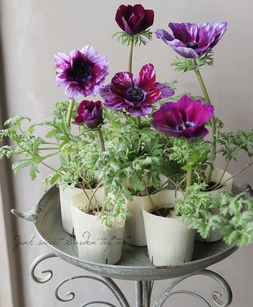 マツバラフラワーファーム】アネモネ 『ミストラル・ティグレワイン