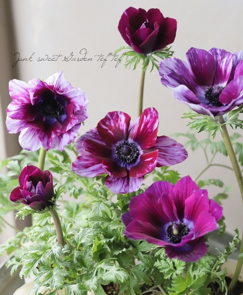 マツバラフラワーファーム】アネモネ 『ミストラル・ティグレワイン