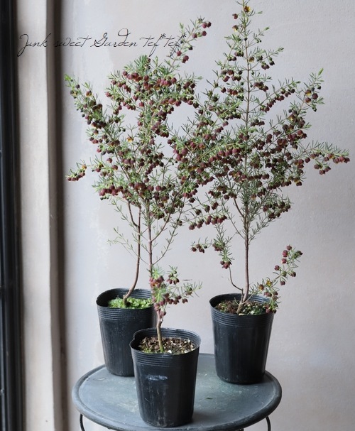 �ܥ��˥����ᥬ���ƥ����ޡ��إ����ɥ�����