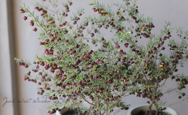 �ܥ��˥����ᥬ���ƥ����ޡ��إ����ɥ�����