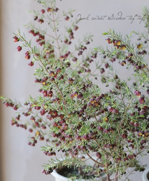 �ܥ��˥����ᥬ���ƥ����ޡ��إ����ɥ�����