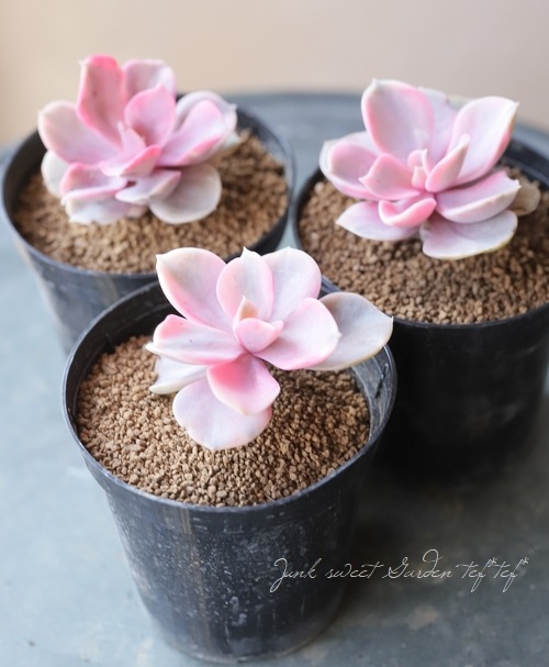 ¿ʪۡإȥ쥤ܡ١٥ꥢ°