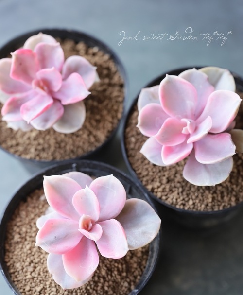 ¿ʪۡإȥ쥤ܡ١٥ꥢ°