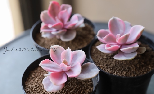 ¿ʪۡإȥ쥤ܡ١٥ꥢ°