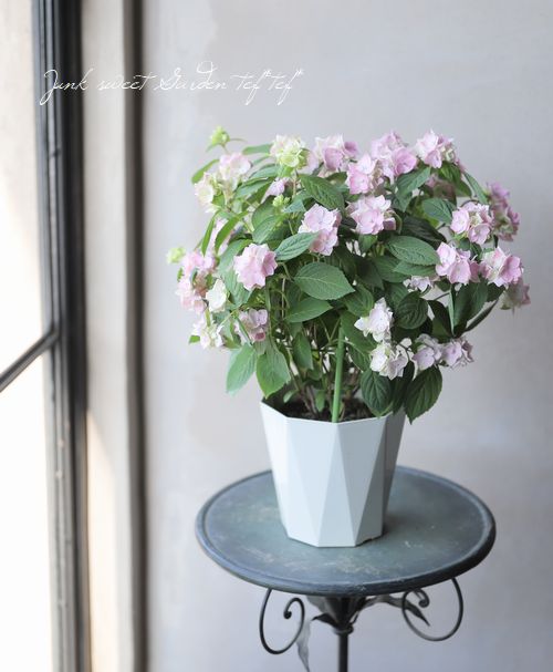 山紫陽花『マルヤマボタン』 | すべての商品 | | Junk sweet Garden