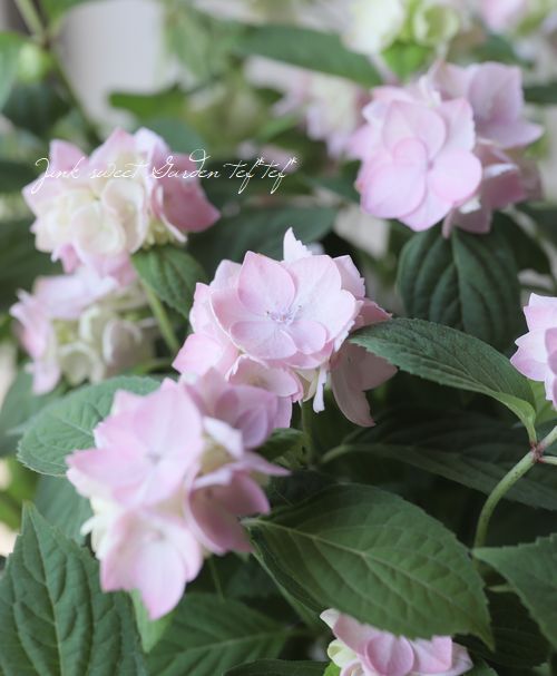 山紫陽花『マルヤマボタン』 | すべての商品 | | Junk sweet Garden
