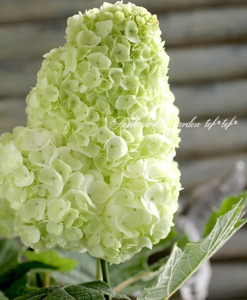 柏葉紫陽花 コンパクト品種 ハーモニー Flower Species アジサイ Junk Sweet Garden Tef Tef