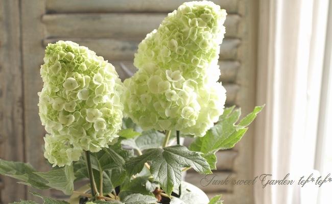 柏葉紫陽花 コンパクト品種 『ハーモニー』 | Flower Species,アジサイ