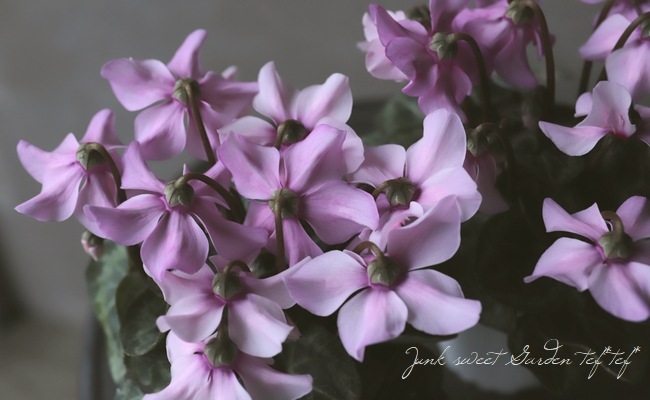 ガーデンミニシクラメン・ペチコート 『ソフトピンク』 | すべての商品