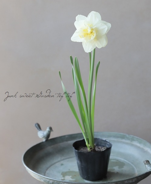 球根植物】八重咲きスイセン 『白花黄芯』 【D】 | すべての商品
