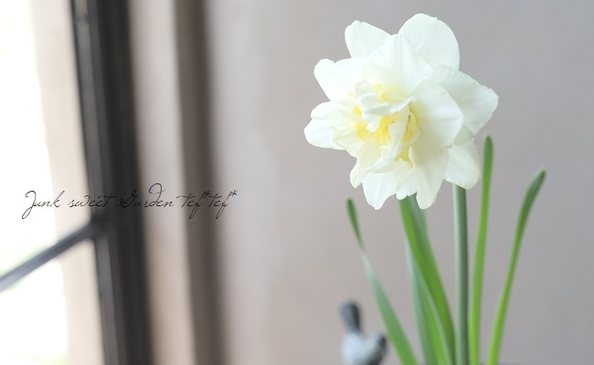 球根植物】八重咲きスイセン 『白花黄芯』 【D】 | すべての商品