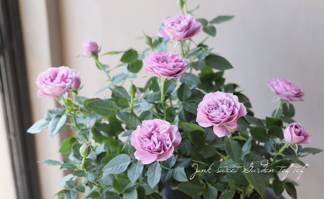 ミニバラ パレードシリーズ ラミー すべての商品 Junk Sweet Garden Tef Tef