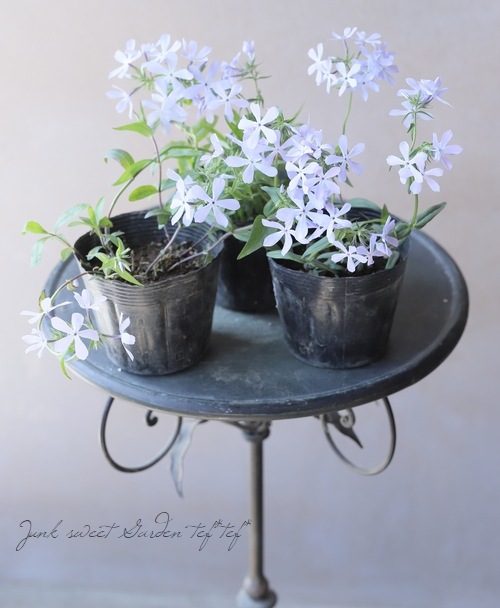 フロックス・ピロサ 『ブルードリーム』 | すべての商品 | | Junk