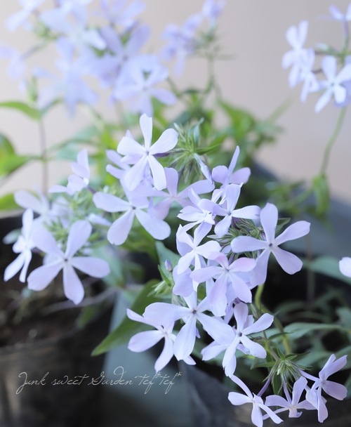 �ե��å������ԥ��� �إ֥롼�ɥ꡼���