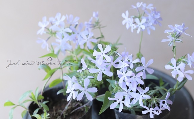 フロックス・ピロサ 『ブルードリーム』 | すべての商品 | | Junk