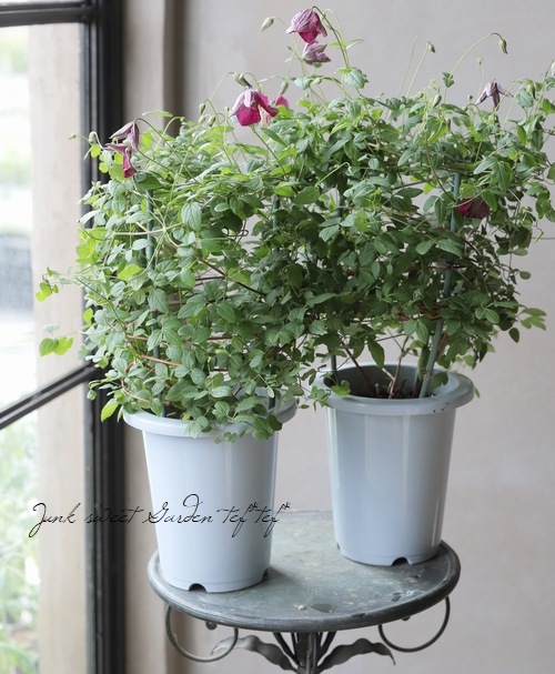 クレマチス・ビチセラ系 『ルブラ』 四季咲き多花性！ | すべての商品