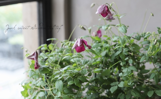 クレマチス・ビチセラ系 『ルブラ』 四季咲き多花性！ | すべての商品