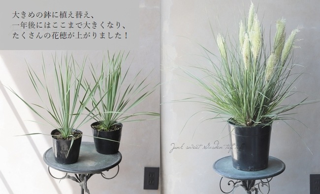 高品質★超特大130㎝　パンパスグラス10本 603903_1.jpg