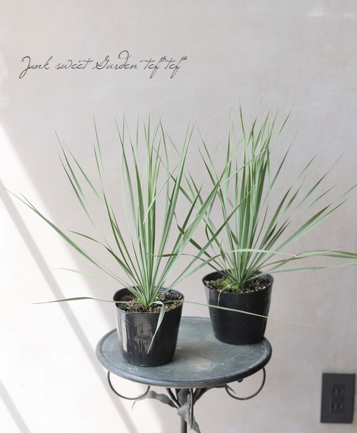 高品質★超特大130㎝　パンパスグラス5本 パンパスグラス（ロング）130cm程度（単品） | ドライフラワーと