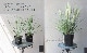 �ڥ��饹��ʪ�ۡ�Ķ�ߥ� �ѥ�ѥ����饹 �إ����ˡ��ѥ�ѡ� ����ѥ����ʼ�