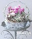 �Х�餭�ץ��顦����ꥢ�󡡡إޥ����롦�ԥ󥯡�