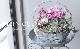 �Х�餭�ץ��顦����ꥢ�󡡡إޥ����롦�ԥ󥯡�