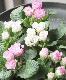 �Х�餭�ץ��顦����ꥢ�󡡡إޥ����롦�ԥ󥯡�