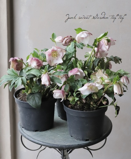 最新品種！クリスマスローズ 『散らず桜』 | すべての商品 | | Junk