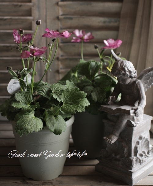 ラナンキュラス ラックスシリーズ 『エウロペ』 | すべての商品