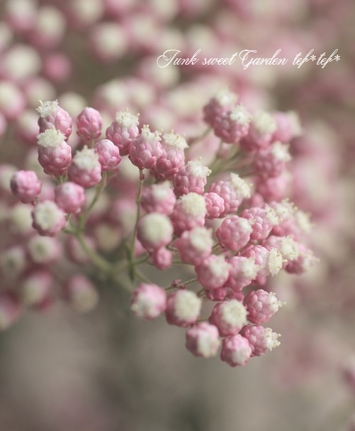 ライスフラワー ロイヤルピンク 新色 すべての商品 Junk Sweet Garden Tef Tef