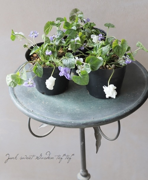 八重咲きパルマスミレ ニオイスミレ 『MIX』 | すべての商品 | | Junk