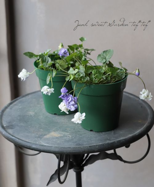 八重咲きパルマスミレ ニオイスミレ 『MIX』 | すべての商品 | | Junk