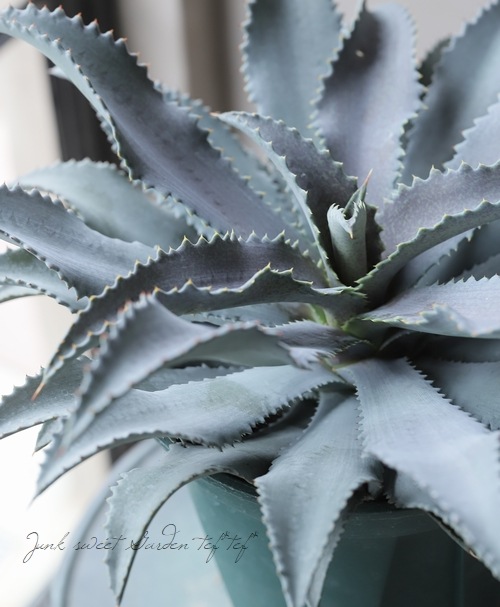 多肉植物】 マンガベ 『シルバーフォックス』 | すべての商品 | | Junk