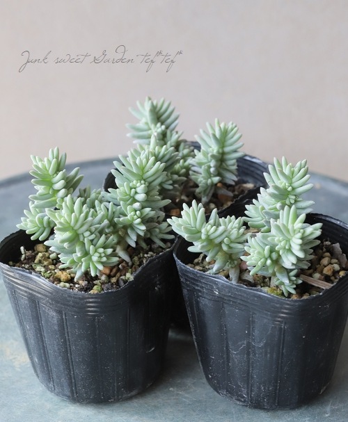 ��¿����ʪ�� �إ֡��쥢�ʥ� (���󥶥쥹)�١�������°��