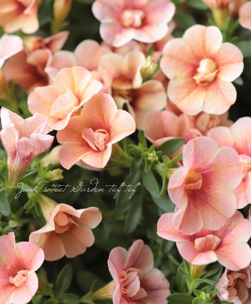 ʬ롪Ȭź餭֥饳ƥե֥롡ƥ꡼ No.38