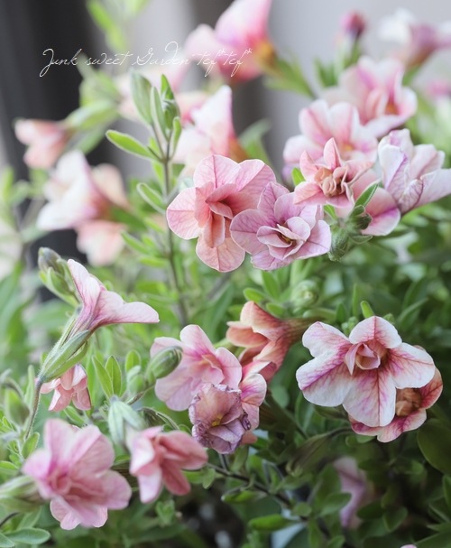 ʬ롪Ȭź餭֥饳ƥե֥롡ƥ꡼ No.38