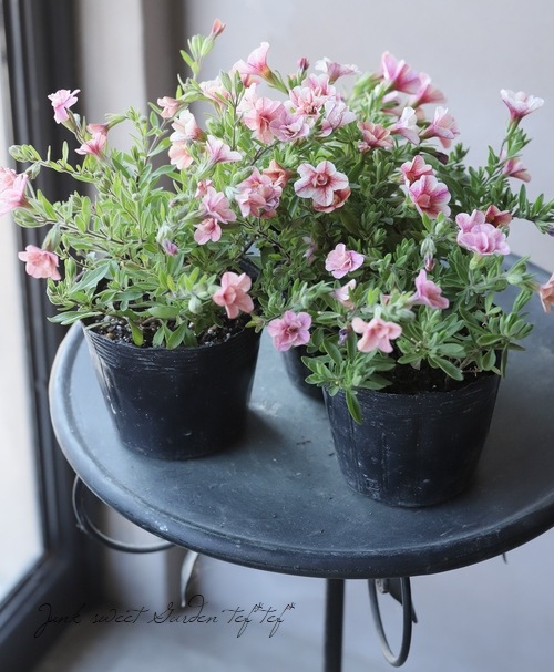 ʬ롪Ȭź餭֥饳ƥե֥롡ƥ꡼ No.38