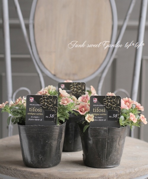 ʬ롪Ȭź餭֥饳ƥե֥롡ƥ꡼ No.38