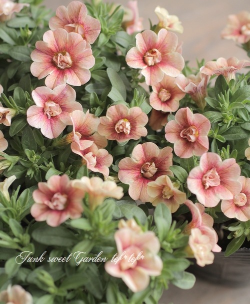 ʬ롪Ȭź餭֥饳ƥե֥롡ƥ꡼ No.38