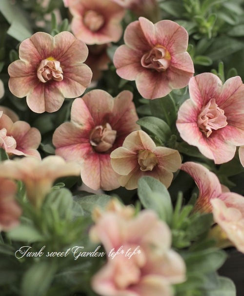 ʬ롪Ȭź餭֥饳ƥե֥롡ƥ꡼ No.38