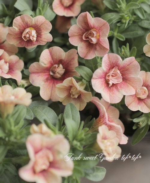 株分け出来る！八重咲きカリブラコア ティフォシーダブル