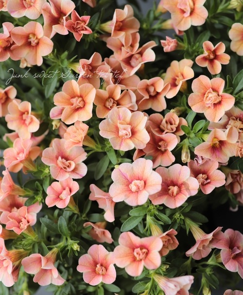 ʬ롪Ȭź餭֥饳ƥե֥롡ƥ꡼ No.38