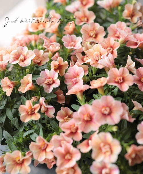 ʬ롪Ȭź餭֥饳ƥե֥롡ƥ꡼ No.38