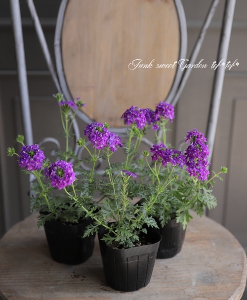 宿根バーベナ テネラ パープル すべての商品 Junk Sweet Garden Tef Tef