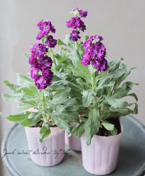 八重咲きストック 『パープル』 | すべての商品 | | Junk sweet Garden