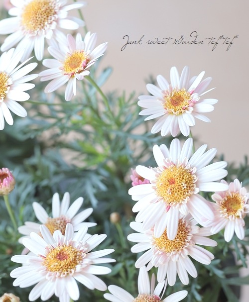 マーガレット 『レディフレア』 シングル咲き | すべての商品 | | Junk