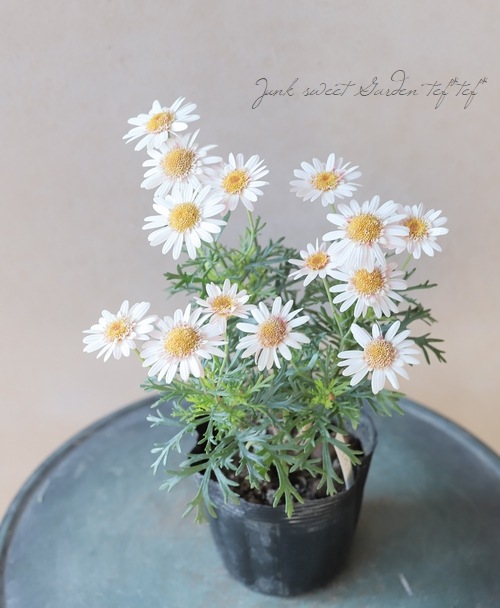 �ޡ�����å� �إ�ǥ��ե쥢�١����󥰥�餭
